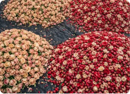 Sorted marigold and rose temple flower waste, Delhi
