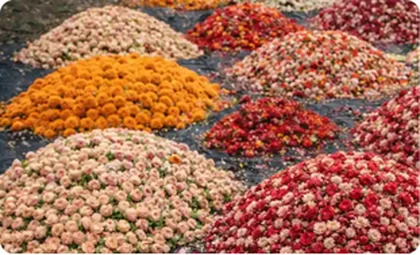 Mixed flower offerings collected for composting, Delhi temple