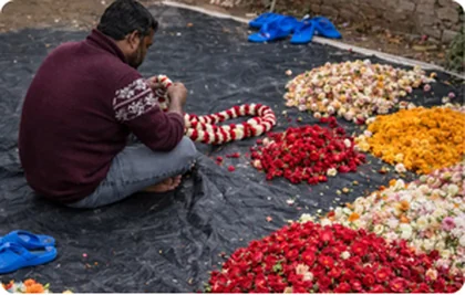 Worker sorting temple flowers by colour before processing